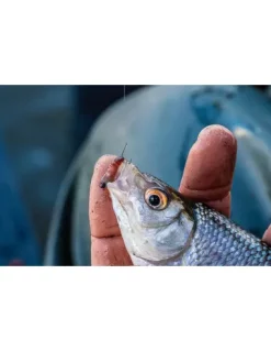 Guru Kuranku Micro Barbed Spade End 7 Guru Kuranku Micro Barbed Spade End -Hengels Winkel guru kuranku micro barbed spade end 2